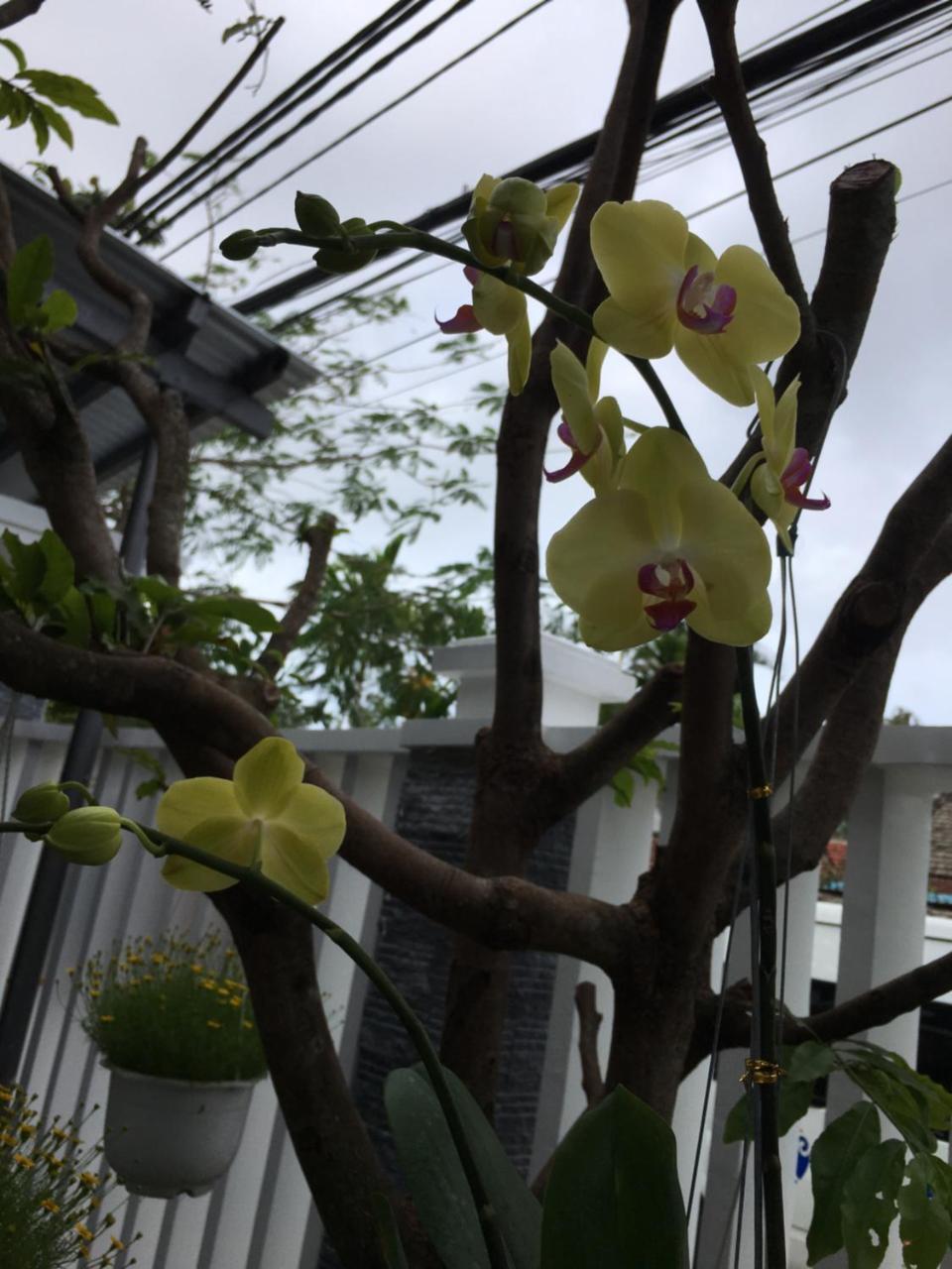 An Bang Scent Beach Homestay ฮอยอัน ภายนอก รูปภาพ