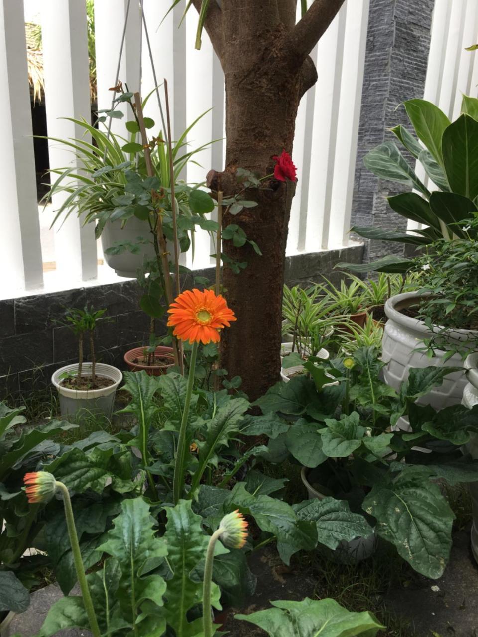 An Bang Scent Beach Homestay ฮอยอัน ภายนอก รูปภาพ